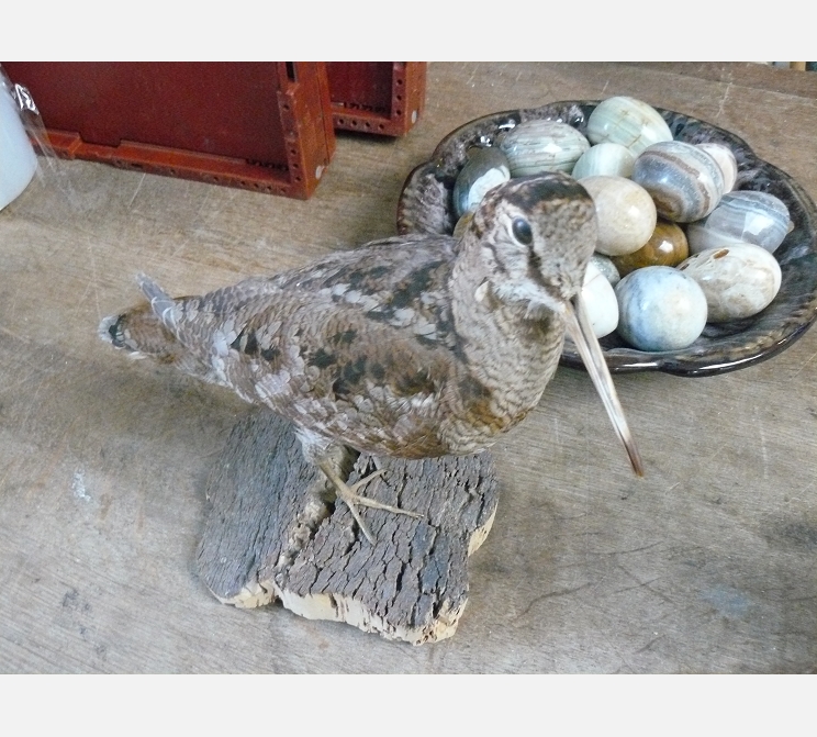 Bécasse naturalisée